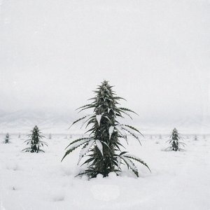 NIEVE & KUSH