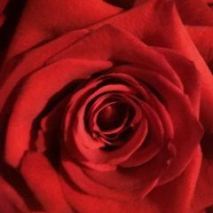 爱是独一无二的烟火