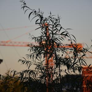 走天涯（cover降央卓玛）