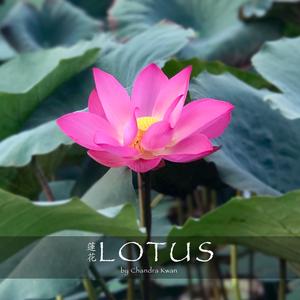 Lotus ( Ending Version)