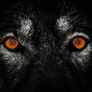 TOMMY BROWN (BY ANY MEANS)