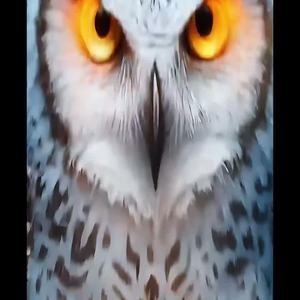 ⌈Snow Blessing Fortitude⌋ ⁕◈⁜⁂⁕⌈雪の祝福：不屈⌋ by 1mmojunkie