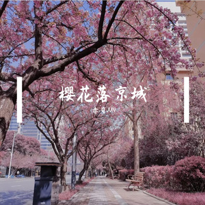 樱花落京城
