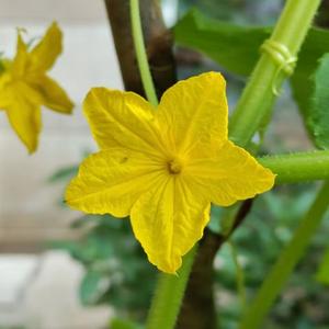 春日影（睦头人）