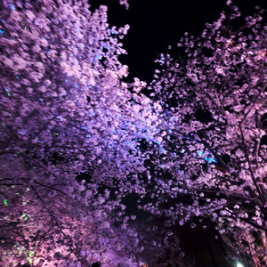 逃进樱の梦（纯音乐）