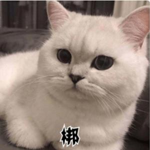 闹哄哄（吉他弹唱）