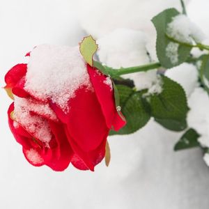 雪、玫瑰