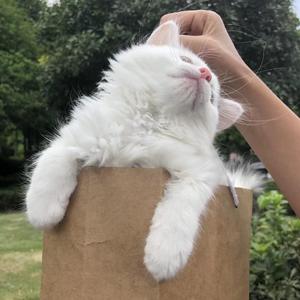 ‘旋律掩盖悲伤’KiMj TypeBeat