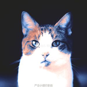 抚慰的放松的猫回忆