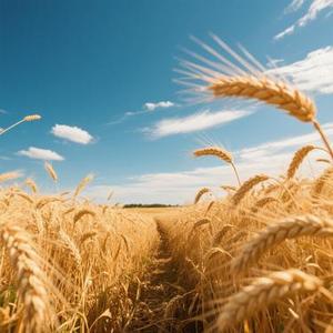 风往北吹 (Cover 孙楠)