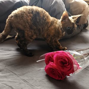 怠惰な休日