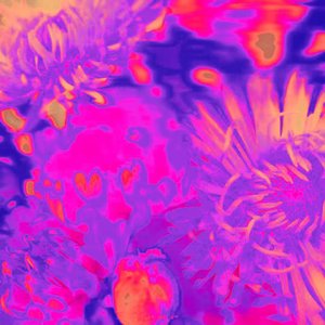 鲜花（盯鞋版）