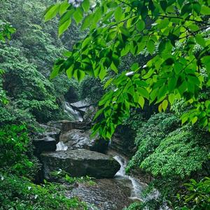 山林频率混合鸟啼专注力SPA (钢片琴)