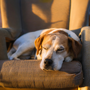 Ritmos Tranquilos Para Perros