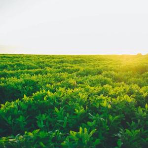 午后阳光里的回忆