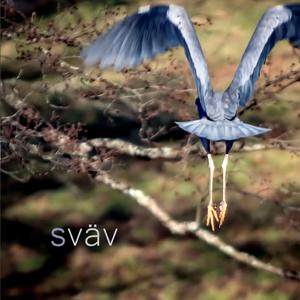 Sommarens första svala