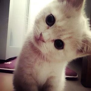 роллим и любим