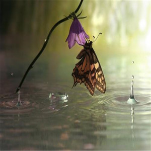 雨中蝶舞