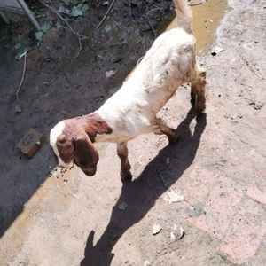 我还没忘freestyle