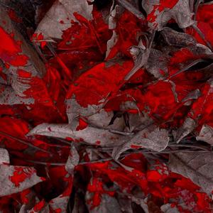 Мёртвые листья