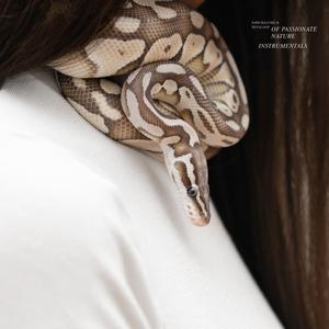 Listen Up King Ola (Instrumental) (Instrumental)