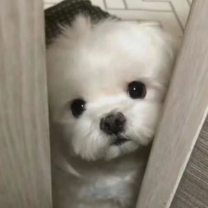 很想和你见一面（Prod.by Rick1y)