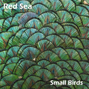Small Birds