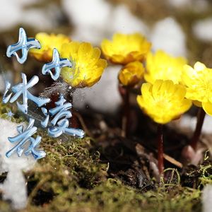 冰凌花（作词：戚琦 作曲：毕子超 版）