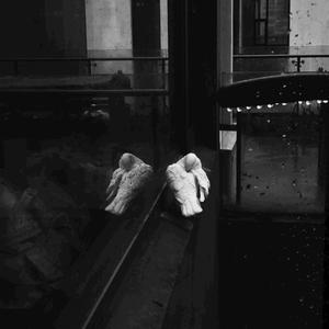 学一学鸽子（Cover 话剧学一学鸽子）