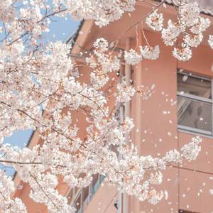 春风十里（耀华版）