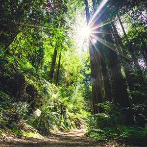 走啊走 停啊停 9.森林里的派对