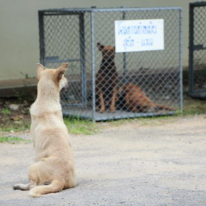 Every Kennel Into One Kennel