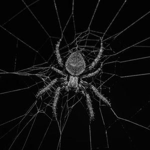 Pająki W Moim Pokoju