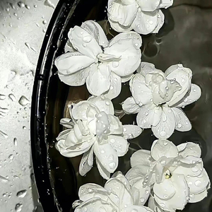 鱼（翻自陈绮贞）