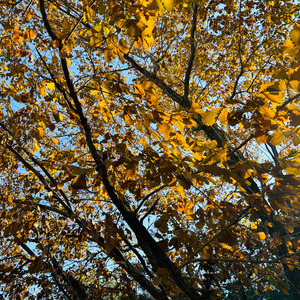 Various Artists-偷偷DJ（蓝莓味 remix）