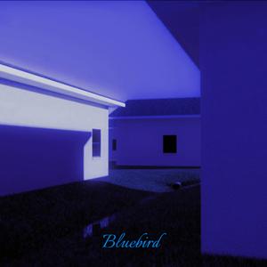 Bluebirds