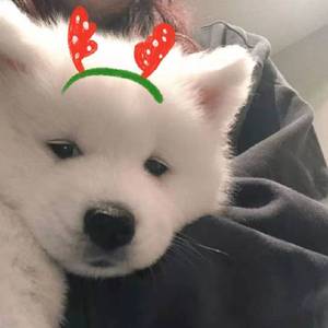 盗将行（翻自 花粥）