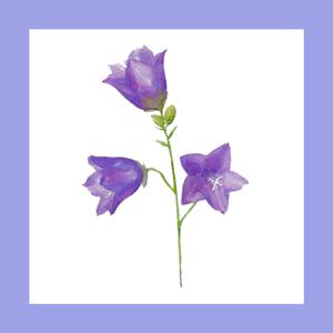 BALLOON FLOWER