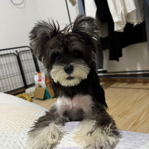 说谎翻唱司圈圈.wav