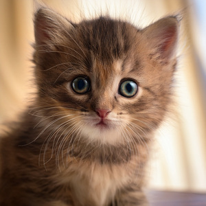 Vibras De Bajo Para Un Gato Relajado