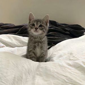 《奇妙能力歌》