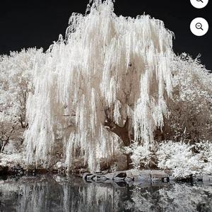 Weeping Willow (Pop Version)