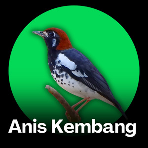 Anis Kembang - Teknik Pancingan Pagi untuk Kicauan Terbaik