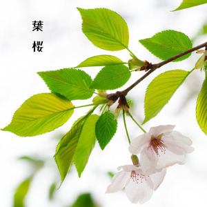 葉桜