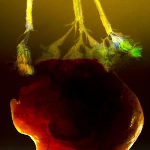 The Garden of Earthly Delights