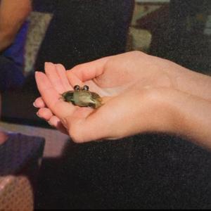 Agalychnis Callidryas