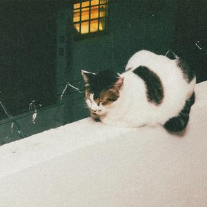 拾貳月叁拾壹日