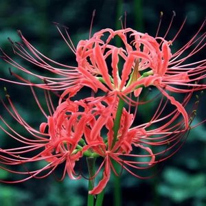 彼岸之花