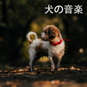 在森林里的早晨