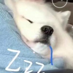 Dear Bunny (cover 橘Boss/A .Black)